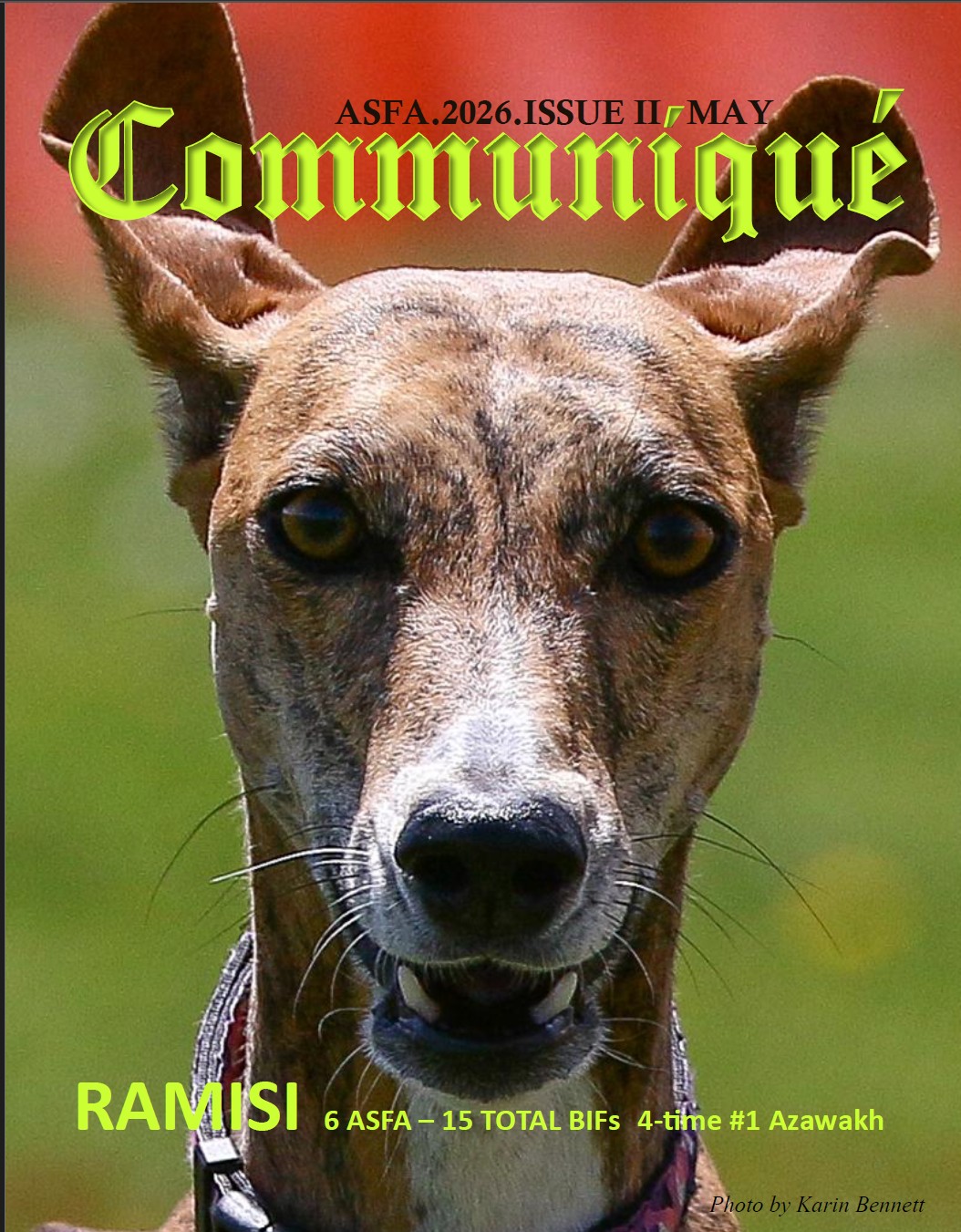 ASFA Communique 2026 Issue 2 Cover - Azawakh Ramisi